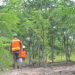 Lahan bekas tambang yang direhabilitasi dengan vegetasi hijau subur hasil aplikasi biostimulan, menunjukkan pemulihan ekosistem yang sukses