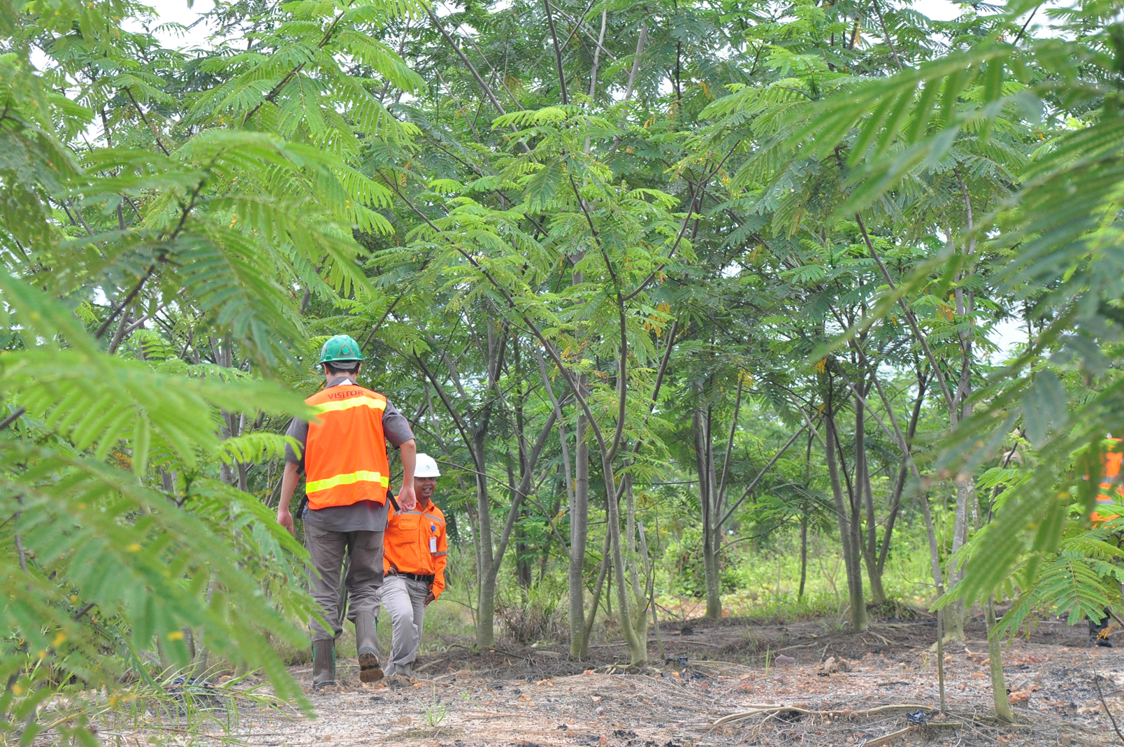 Lahan bekas tambang yang direhabilitasi dengan vegetasi hijau subur hasil aplikasi biostimulan, menunjukkan pemulihan ekosistem yang sukses