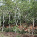 Lahan bekas tambang yang direhabilitasi dengan vegetasi hijau subur hasil aplikasi biostimulan, menunjukkan pemulihan ekosistem yang sukses
