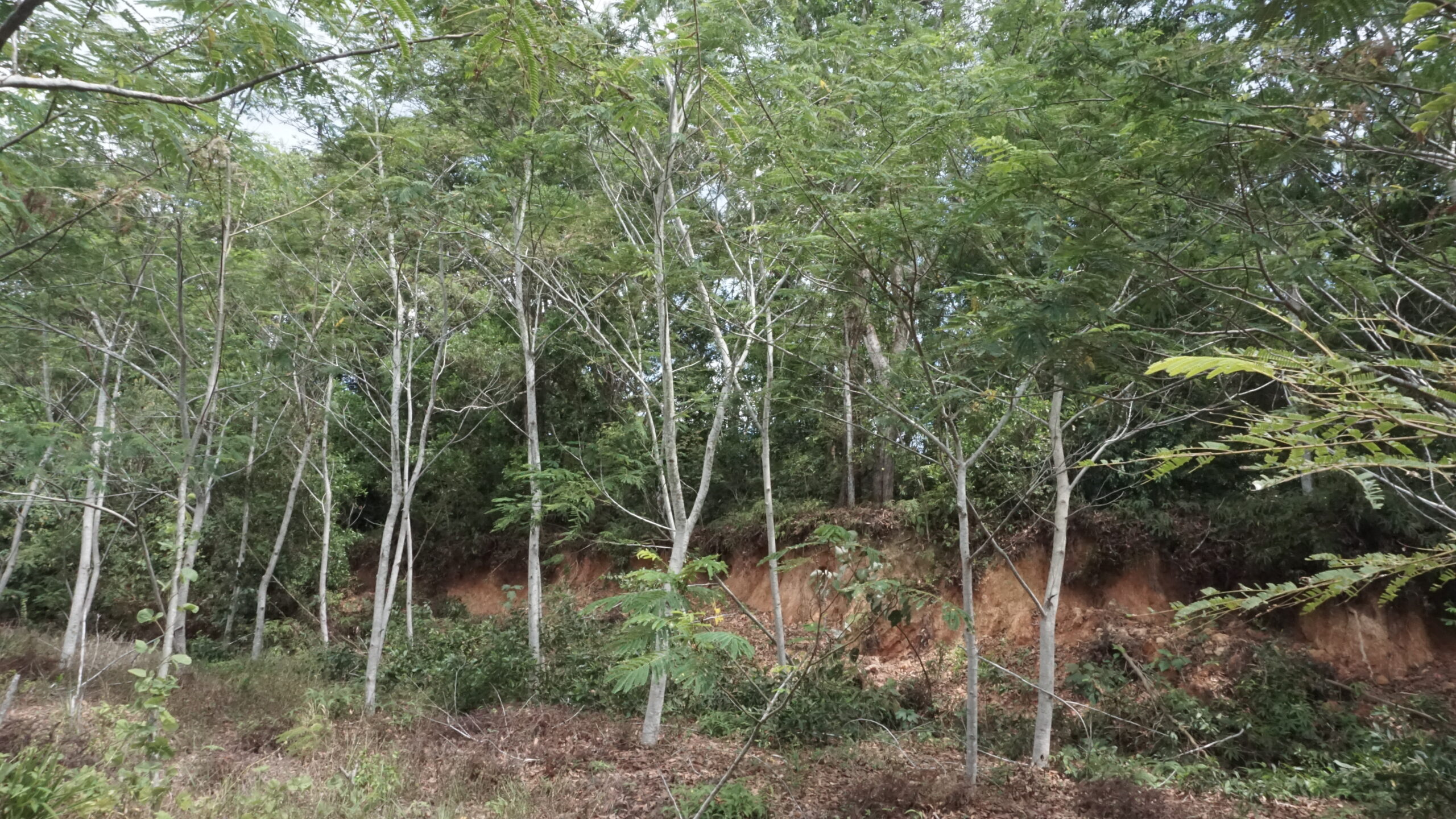 Lahan bekas tambang yang direhabilitasi dengan vegetasi hijau subur hasil aplikasi biostimulan, menunjukkan pemulihan ekosistem yang sukses