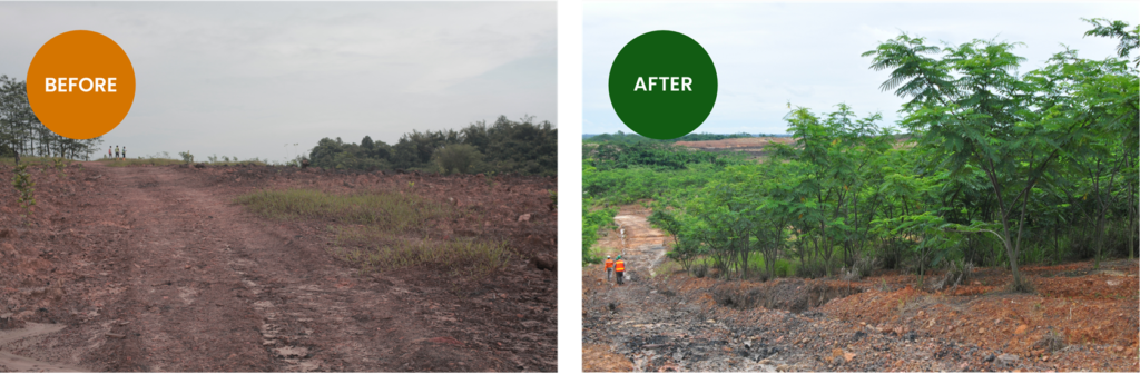 Visualisasi keberhasilan INDMIRA dalam merehabilitasi lahan tambang batu bara: Dari lahan tandus pasca-penambangan (kiri) ke vegetasi padat dan sehat (kanan), menunjukkan pemulihan lingkungan yang efektif.