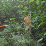 Ekosistem hutan yang berhasil direstorasi di lahan kritis Indonesia, menunjukkan pertumbuhan vegetasi yang subur dan keanekaragaman hayati yang kembali.