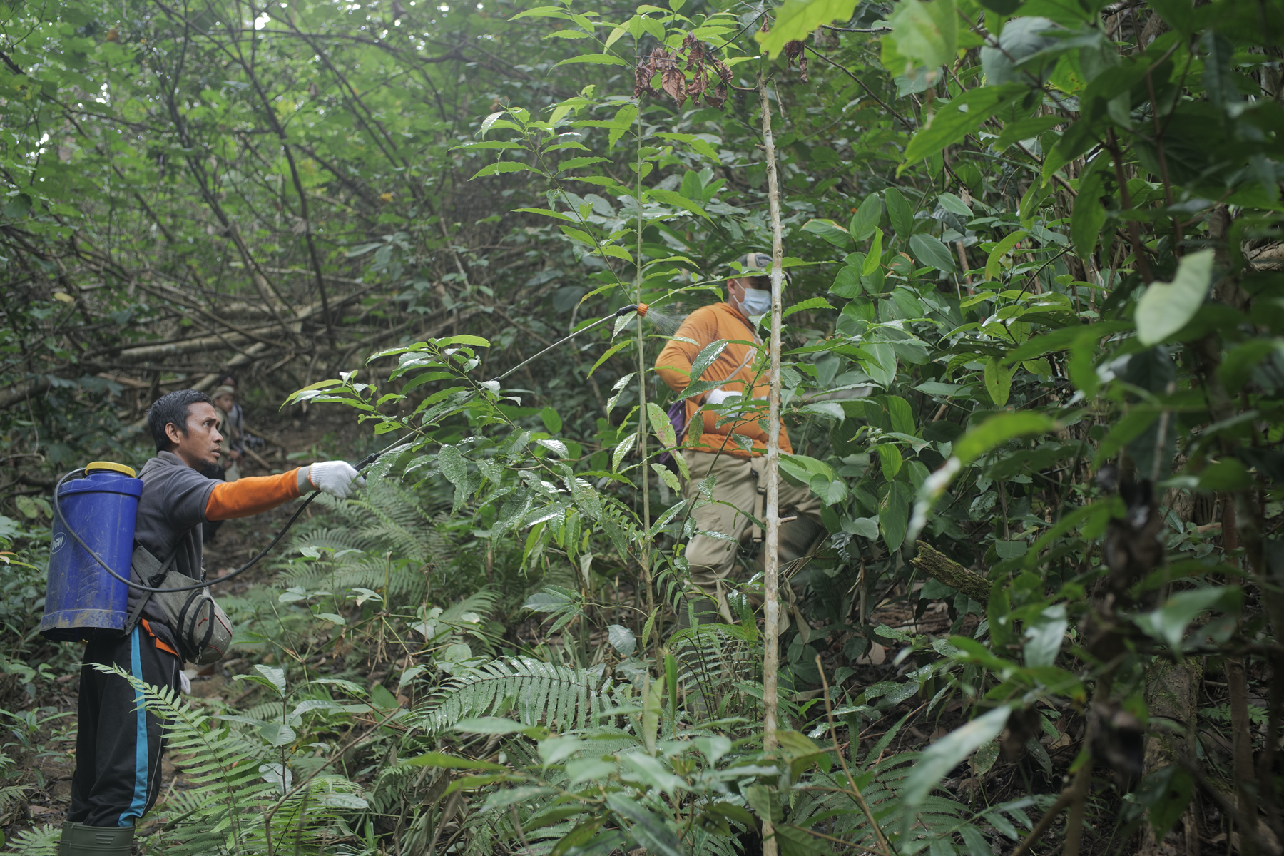 Ekosistem hutan yang berhasil direstorasi di lahan kritis Indonesia, menunjukkan pertumbuhan vegetasi yang subur dan keanekaragaman hayati yang kembali.