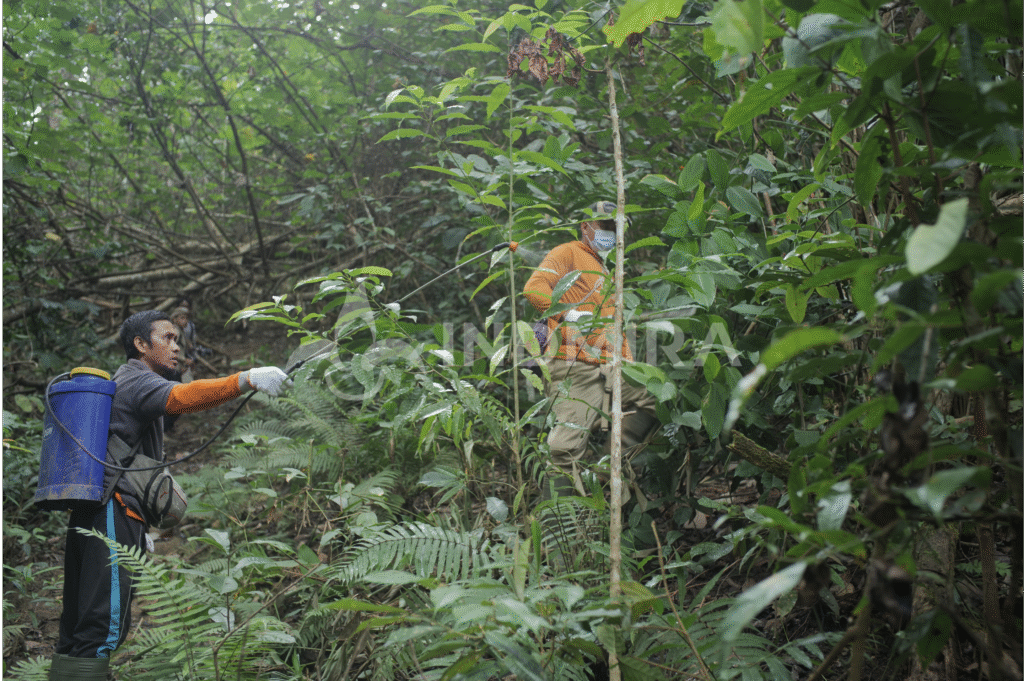 Tim melakukan perawatan pada tanaman yang tumbuh subur dan besar di area proyek Rehabilitasi Daerah Aliran Sungai (DAS) dan rehabilitasi lahan kompensasi yang berhasil.