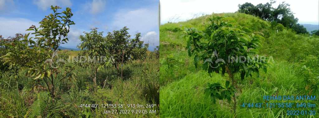 Pohon-pohon yang tumbuh subur, tinggi, dan rimbun sebagai bukti nyata keberhasilan proyek jasa rehabilitasi DAS dan jasa rehabilitasi lahan kompensasi di Bombana yang dikerjakan oleh kontraktor INDMIRA.