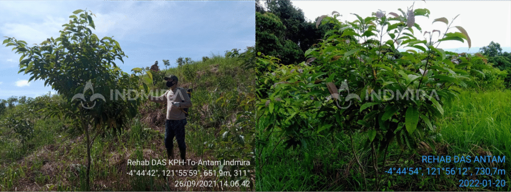 Dua foto tanaman yang tumbuh tinggi dan lebat di area proyek rehabilitasi DAS Bombana, Sulawesi Tenggara, membuktikan keberhasilan revegetasi di lahan kritis dengan tingkat tumbuh mencapai 93%.