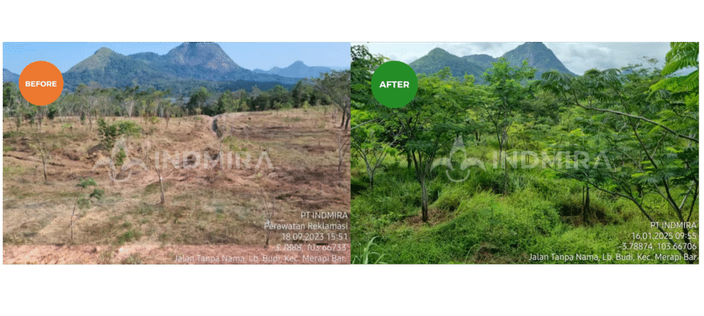 Perbandingan visual before after layanan reklamasi lahan bekas tambang: sisi kiri menunjukkan lahan tandus dan kritis, sisi kanan menunjukkan keberhasilan revegetasi optimal dengan vegetasi yang sangat subur dan rimbun sebagai bukti solusi efisien INDMIRA.