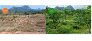 Perbandingan visual before after layanan reklamasi lahan bekas tambang: sisi kiri menunjukkan lahan tandus dan kritis, sisi kanan menunjukkan keberhasilan revegetasi optimal dengan vegetasi yang sangat subur dan rimbun sebagai bukti solusi efisien INDMIRA.