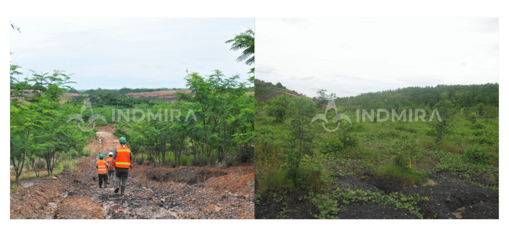Dua sudut pandang lanskap hutan hijau yang rimbun di lahan bekas tambang, menunjukkan tingkat keberhasilan tumbuh tanaman yang tinggi dan pemulihan ekosistem yang total pasca-rehabilitasi.