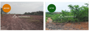 Perbandingan before after reklamasi dan rehabilitasi lahan bekas tambang: sisi kiri menunjukkan lahan tandus ('tanah mati') dan sisi kanan menunjukkan keberhasilan revegetasi dengan pohon rimbun menggunakan strategi biostimulan yang efisien.