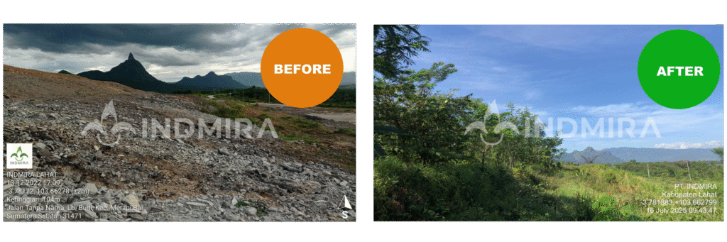 Perbandingan before after proyek layanan reklamasi lahan bekas tambang batubara di Lahat, Sumatera Selatan: transformasi tanah masam dan padat (kiri) menjadi area revegetasi pionir yang tumbuh subur dan rapat (kanan).
